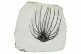 Rare, Spiny Heliopeltis Trilobite - Issoumour, Morocco #199010-1